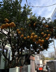 たわわに実った夏みかんの木(今お世話になっている別のお宅)