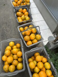 カゴいっぱいに収穫された夏みかん