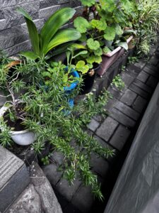 玄関先で伸び放題のローズマリー