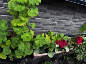 庭先で咲き続ける赤いカランコエ