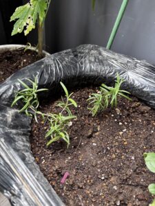 ベランダのプランターに植えたローズマリーの子株