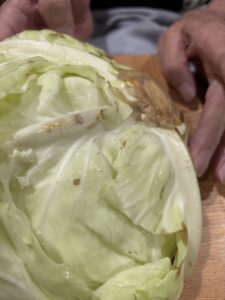千切りにする前のキャベツ。外葉に茶色く傷んだところがある
