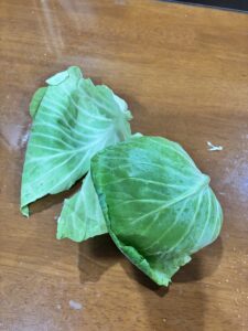 夫が捨てたキャベツの外葉