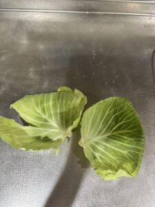 洗ったキャベツの外葉