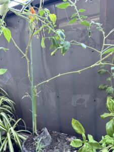ベランダ菜園の様子。トマトのほかバジルやローズマリーも