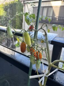 房にたくさんの実がついたミニトマト