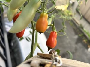 先が黒くなったミニトマトの実
