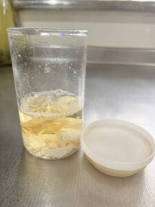 卵の殻をお酢に漬けたところ。泡が出ている