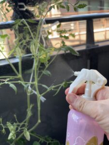 霧吹きでトマトにカルシウム液を吹きかけているところ