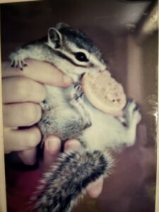 昔飼っていたシマリス。ビスケットをかかえている